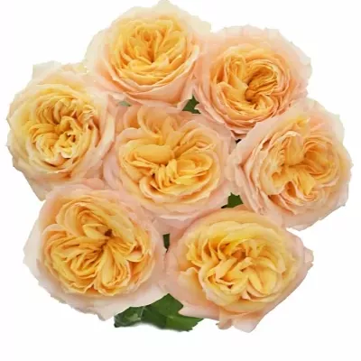 Oranžová růže BEEHIVE  60cm (XXL)
