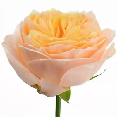 Oranžová růže BEEHIVE  60cm (XXL)