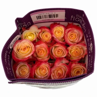 Oranžová růže CABARET