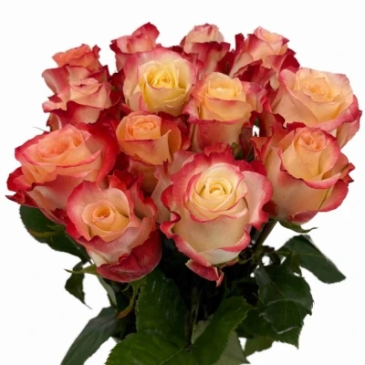 Oranžová růže CABARET