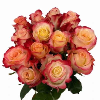 Oranžová růže CABARET