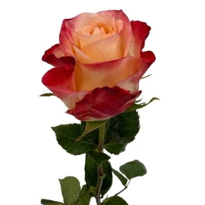 Oranžová růže CABARET