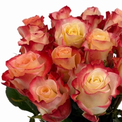 Oranžová růže CABARET