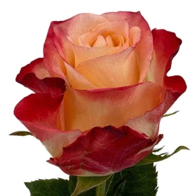 Oranžová růže CABARET