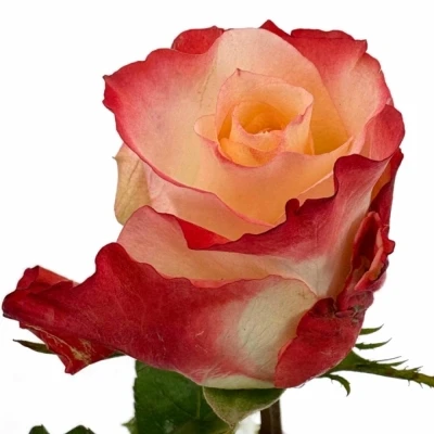 Oranžová růže CABARET