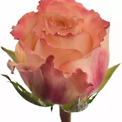 Oranžová růže CAFE CARAMEL 60cm X(L)