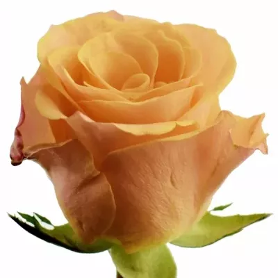 Oranžová růže CANDID PROPHYTA 60cm