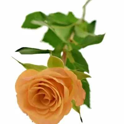 Oranžová růže CANDID PROPHYTA 60cm