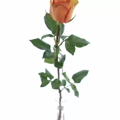 Oranžová růže CARACAL+ 80cm (L)