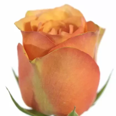 Oranžová růže CARACAL+ 80cm (L)
