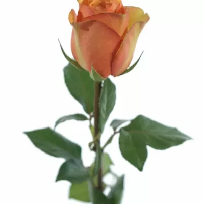 Oranžová růže CARACAL+ 80cm (L)