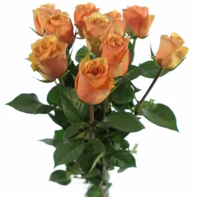 Oranžová růže CARACAL+ 80cm (L)
