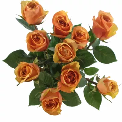 Oranžová růže CARACAL+ 80cm (L)