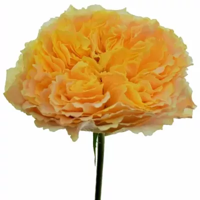 Oranžová růže CARALUNA 50cm (L)