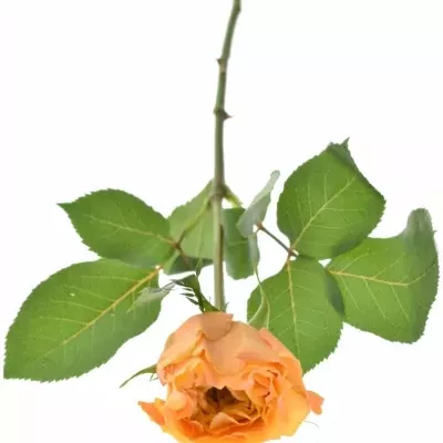 Oranžová růže CARALUNA 60cm
