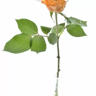 Oranžová růže CARALUNA 60cm