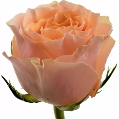 Oranžová růže CARPE DIEM+ 40cm (XXL)