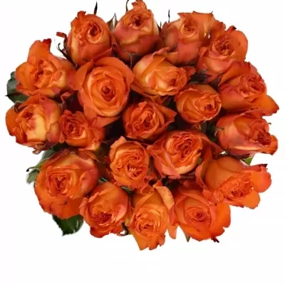 Oranžová růže CHEETOS