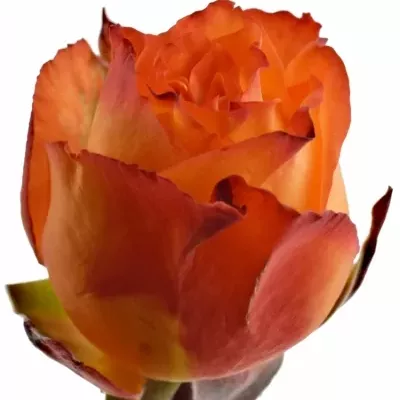 Oranžová růže CHEETOS