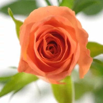 Oranžová růže CHELSEA 50cm (S)