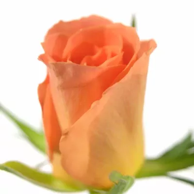 Oranžová růže CHELSEA 40cm (S)