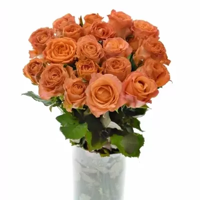 Oranžová růže CLARENCE+ JONG 50cm (L)