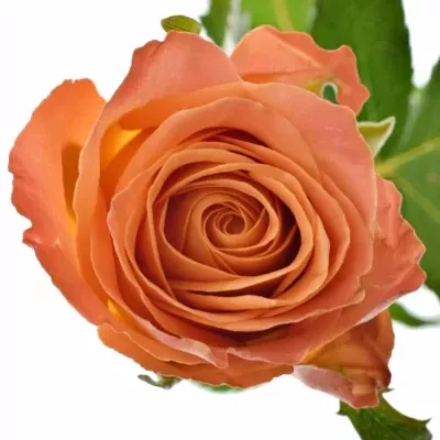 Oranžová růže CLARENCE+ JONG 50cm (L)