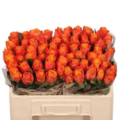 Oranžová růže CONFIDENTIAL