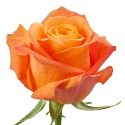 Oranžová růže CONFIDENTIAL 40cm (M)