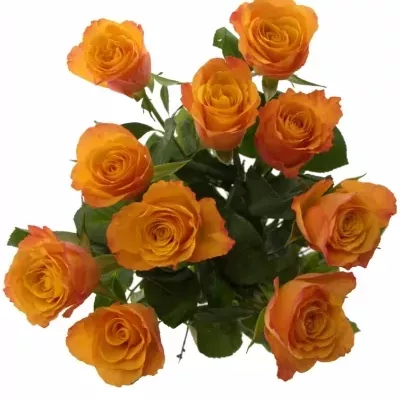 Oranžová růže CONFIDENTIAL