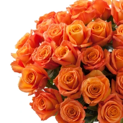 Oranžová růže CONFIDENTIAL