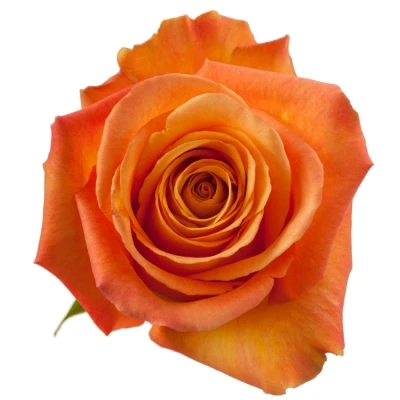 Oranžová růže CONFIDENTIAL