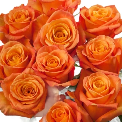 Oranžová růže CONFIDENTIAL