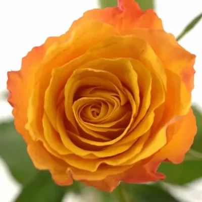 Oranžová růže CONFIDENTIAL