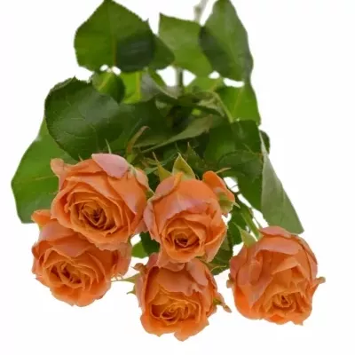 Oranžová růže CORAL BUBBLES