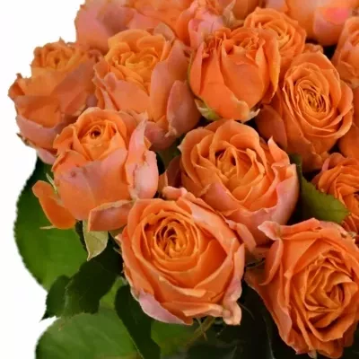 Oranžová růže CORAL BUBBLES