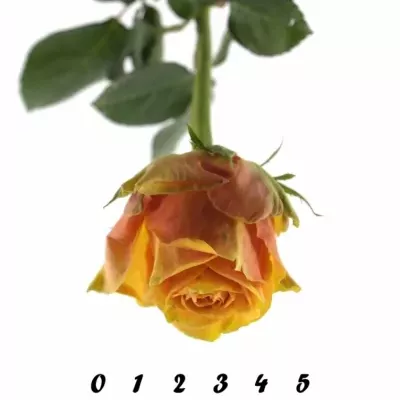 Oranžová růže CUBA LIBRE