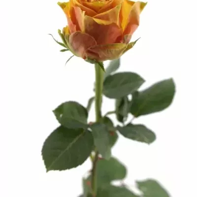 Oranžová růže CUBA LIBRE