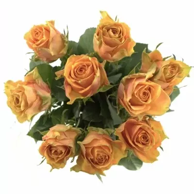 Oranžová růže CUBA LIBRE