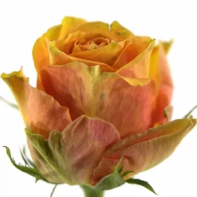 Oranžová růže CUBA LIBRE 60cm
