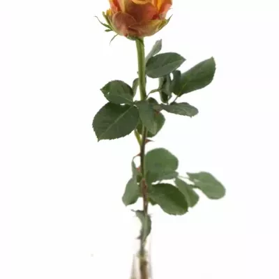 Oranžová růže CUBA LIBRE