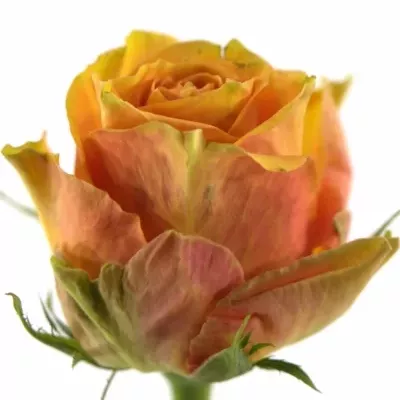 Oranžová růže CUBA LIBRE