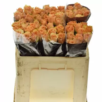 Oranžová růže CUENCA+ 50cm (L)