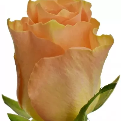 Oranžová růže CUENCA+ 50cm (L)