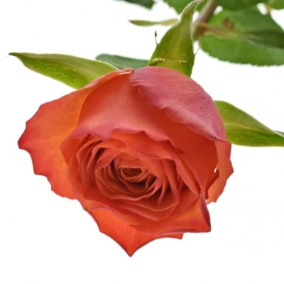 Oranžová růže DEVOTED 50cm (L)