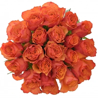 Oranžová růže DEVOTED 50cm (L)