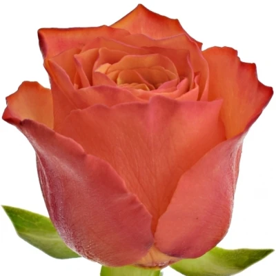 Oranžová růže DEVOTED 60cm (L)