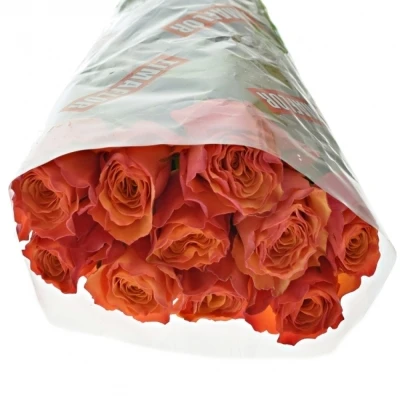 Oranžová růže DEVOTED 50cm (L)