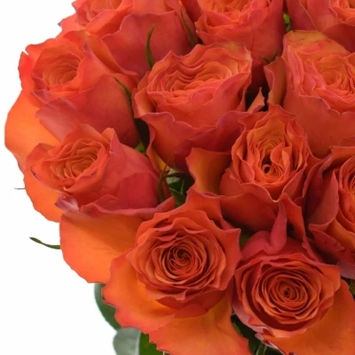 Oranžová růže DEVOTED 50cm (L)