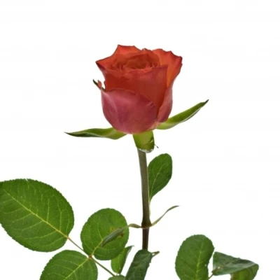 Oranžová růže DEVOTED 50cm (L)